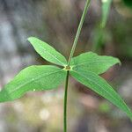 Silene stellata Leaf