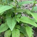 Scrophularia marilandica Blatt