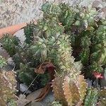Euphorbia mammillaris Leaf
