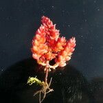 Crassula tillaea 葉