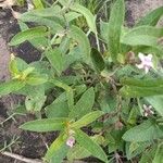 Oxypetalum solanoides Hoja