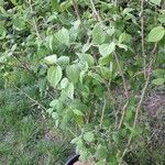 Celtis africana Blatt