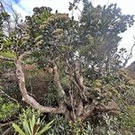 Syzygium multipetalum Habit