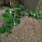 Asarina procumbens Habitus