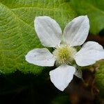 Rubus ursinus Flower