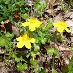 Hypericum cerastoides Natur