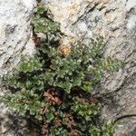 Asplenium ruta-muraria Ліст