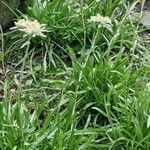 Leontopodium himalayanum Habit