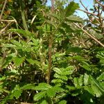 Acaena novae-zelandiae Habit