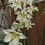 Gladiolus tristis Цвят