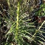 Liatris pycnostachya Leaf