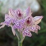 Neotinea tridentata Flor