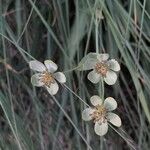 Bupleurum angulosum Flor