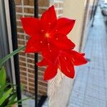 Cyrtanthus elatus Flower