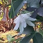 Passiflora tenuifila Blomst