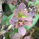 Berberis thunbergii Blad