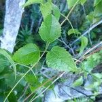 Clematis mauritiana Leaf