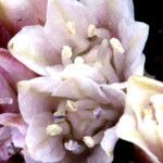 Allium obtusum Цветок