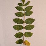 Rhus coriaria Otro