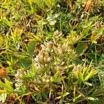 Gentianella ramosaപുഷ്പം