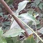 Catha edulis Φλοιός