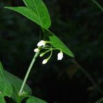 Solanum anguivi Flower