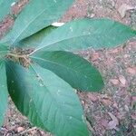 Citharexylum myrianthum Blatt