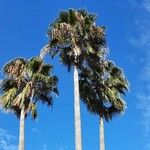 Washingtonia robusta অভ্যাস