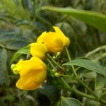 Senna × floribunda Flower