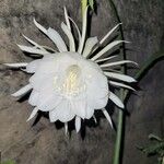 Epiphyllum oxypetalum Цветок