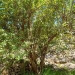 Quercus faginea Листок