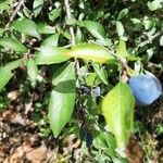 Prunus spinosa ഫലം