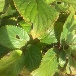 Gloxinia perennis Blad