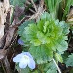 Veronica persica Leaf