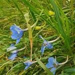 Delphinium leroyi Virág