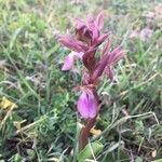 Anacamptis collina Květ