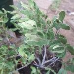 أنواع غير معروفةLeaf