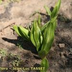 Ophioglossum azoricum Plante entière