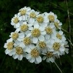 Achillea clusiana Kwiat