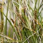 Carex myosuroides Frukt