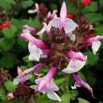 Salvia involucrata Flor