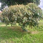 Croton urucurana Blad