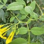 Jasminum odoratissimum Leaf