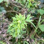 Artemisia verlotiorum葉