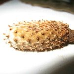 Annona foetida Otro
