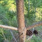 Pinus virginiana Bark