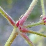 Geranium rotundifolium Corteza