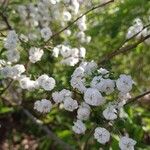 Spiraea prunifoliaBlomst