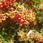 Photinia arbutifolia Ovoce