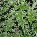 Cirsium echinatum 葉